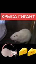 #животные #гигант #крысв #крыса #крыса🐁 #крыса🐀 #историяизжизни #шутк...