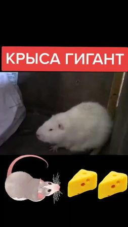 #животные #гигант #крысв #крыса #крыса🐁 #крыса🐀 #историяизжизни #шутк...