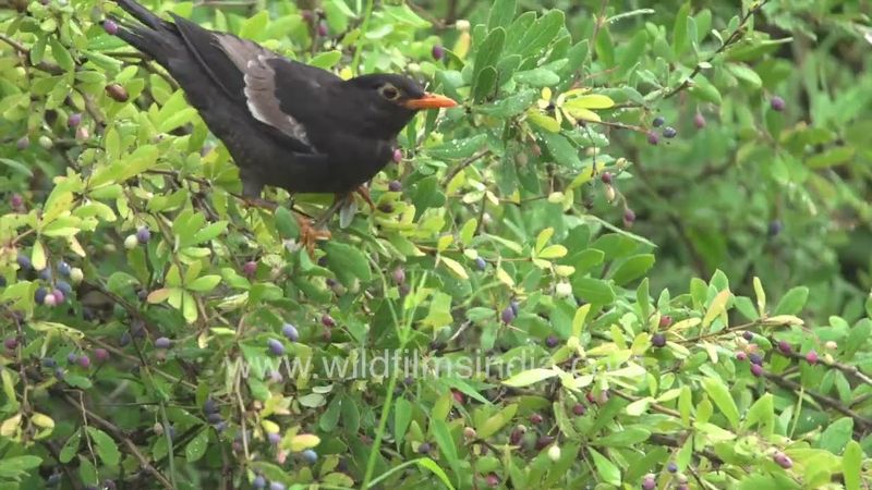 Blackbird gorges on Berberis or Kingod berries in western Himalaya, spreading seeds for the shrub