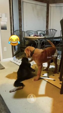 @My Petsie @My Petsie @Adam.elea1 @Adam.elea1 @My Petsie Store @🐾Pets...