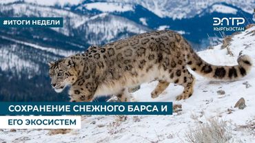 СОХРАНЕНИЕ СНЕЖНОГО БАРСА И ЕГО ЭКОСИСТЕМ