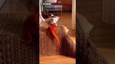 Others Animals at Cat 💀 #edit #animals #cat #shorts #tiktok #usa