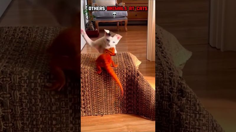 Others Animals at Cat 💀 #edit #animals #cat #shorts #tiktok #usa