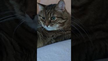 Чукотские хакеры 🙀🫢🤔🤣 #cat #кот #юмор #юмордлявзрослых #популярное #котушка #цитаты