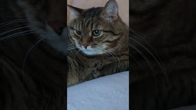 Чукотские хакеры 🙀🫢🤔🤣 #cat #кот #юмор #юмордлявзрослых #популярное #котушка #цитаты