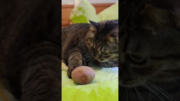 Ебобо 🙀😺😻🤣 #cat #кот #прикольныекоты #котушка #юмор #приколы #смех #funny