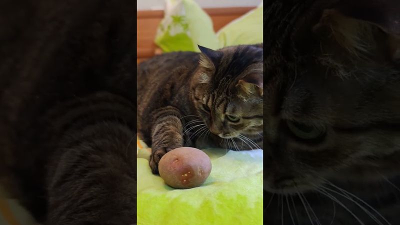 Ебобо 🙀😺😻🤣 #cat #кот #прикольныекоты #котушка #юмор #приколы #смех #funny