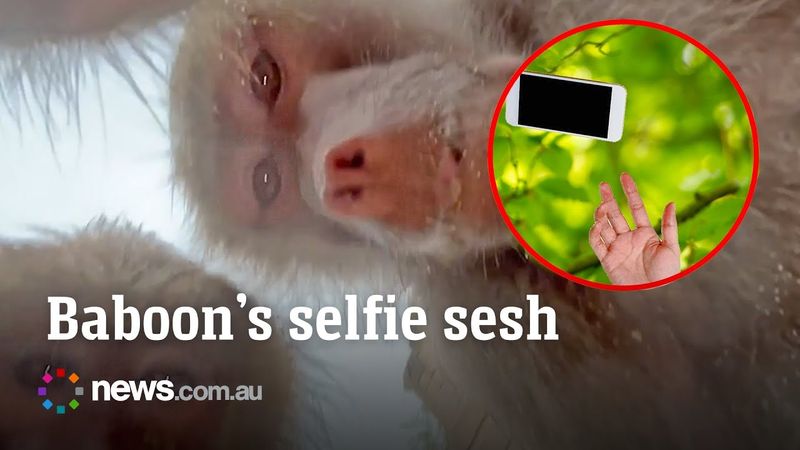 Baboons take selfies after phone falls into Netherlands zoo enclosure