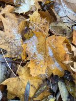 #доброеутродрузья #7ноября #🌼🌼🌼