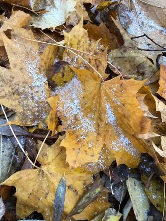 #доброеутродрузья #7ноября #🌼🌼🌼