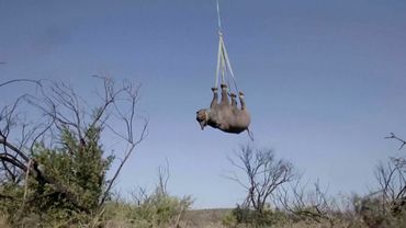 10 редких чёрных носорогов перевезли в Мозамбик из ЮАР