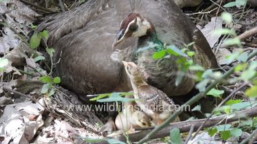 Dedicated Peahen Mum sits on her remaining eggs, two hatched chicks playing between her wings