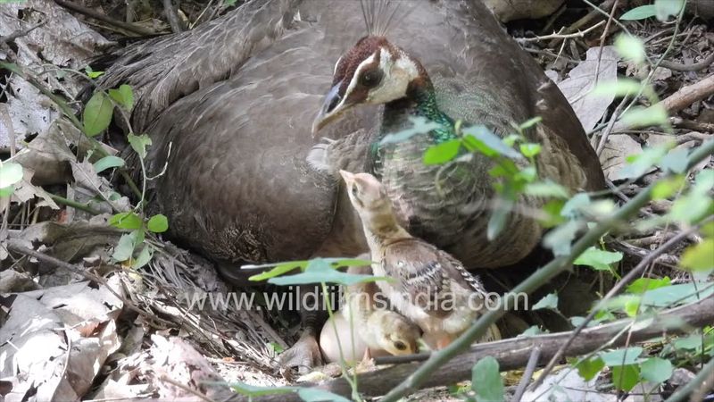 Dedicated Peahen Mum sits on her remaining eggs, two hatched chicks playing between her wings