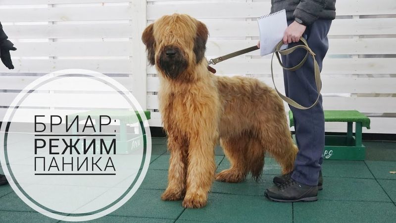 Догтренинг 731. Бриар: режим паника