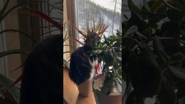 Кто-нибудь знает как её отучить от этого???