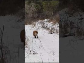 Лиса 🦊 бежит ❄️/ Fox 🦊 is running ❄️