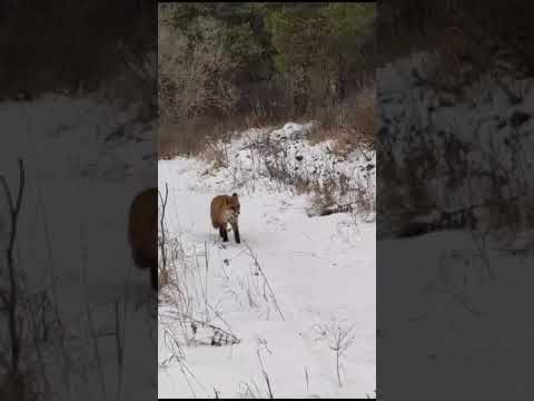 Лиса 🦊 бежит ❄️/ Fox 🦊 is running ❄️