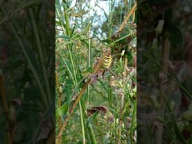 Аргиопа Брюнниха паук-оса как выглядит