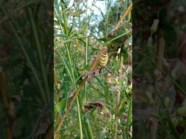 Аргиопа Брюнниха паук-оса как выглядит