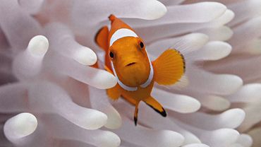 Рыбы-клоуны умеют сжимать тела во время тепловых волн