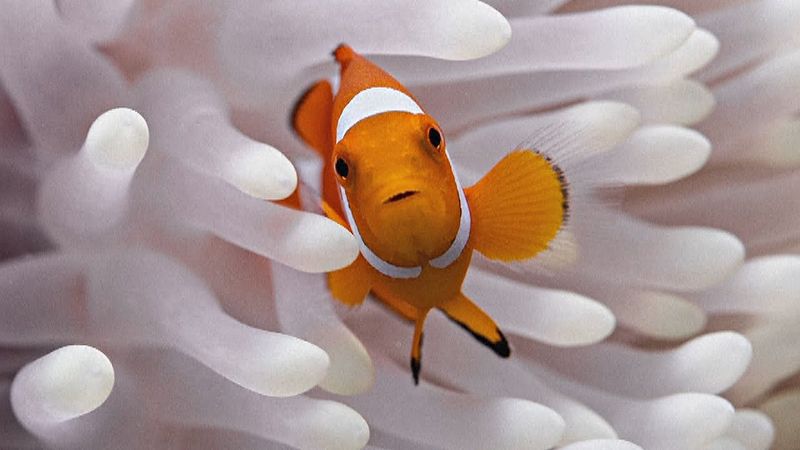 Рыбы-клоуны умеют сжимать тела во время тепловых волн