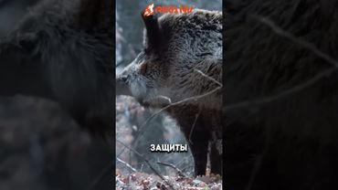 RikaNV познавательный: Пуленепробиваемы кабан - как такое возможно? #животные #факты #animals