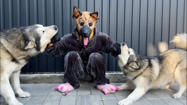 Собаки НАПАЛИ на Чужого в Маске!