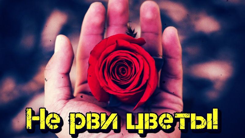 Не рви цветы! Песня о Любви! Просто Бомба!!!