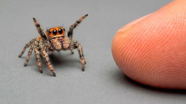 Я ПОДРУЖИЛСЯ С САМЫМ УМНЫМ ПАУКОМ В МИРЕ