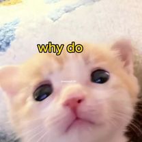 #voiceacting #cute #funny #cats #meme 