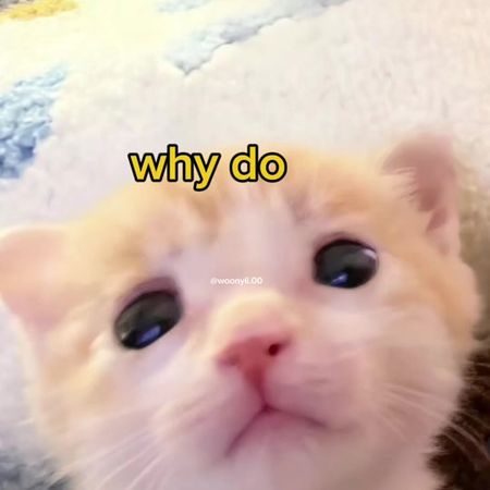 #voiceacting #cute #funny #cats #meme 