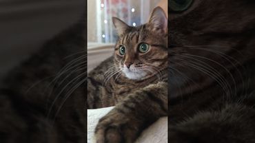 Счастье это 🐎😼🤔🤣 #cat #кот #юмор #котушка #приколы #цитаты #смех