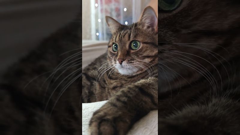 Счастье это 🐎😼🤔🤣 #cat #кот #юмор #котушка #приколы #цитаты #смех