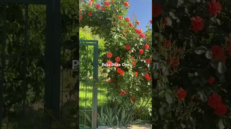 Роза Эбав Олл лучшая!