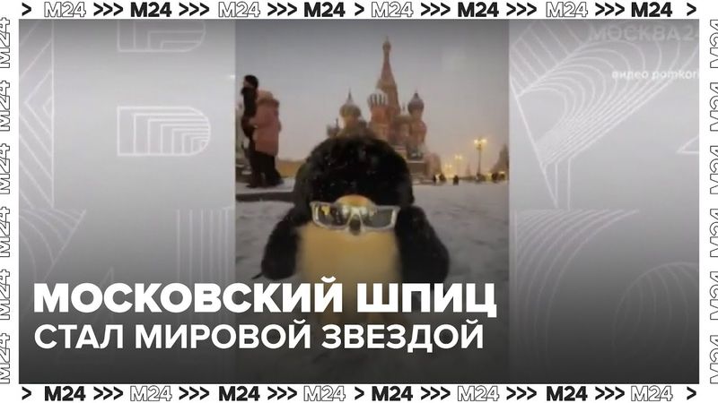 Московский шпиц стал мировой звездой 🐶 | Миллионы просмотров, фанаты из-за рубежа!