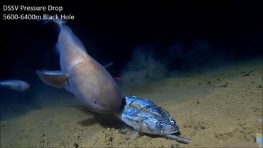 Black Hole: Bassozetus