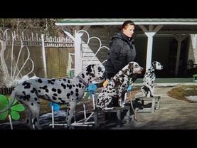 Работают далматины: спортсмены, телохранители, охотники