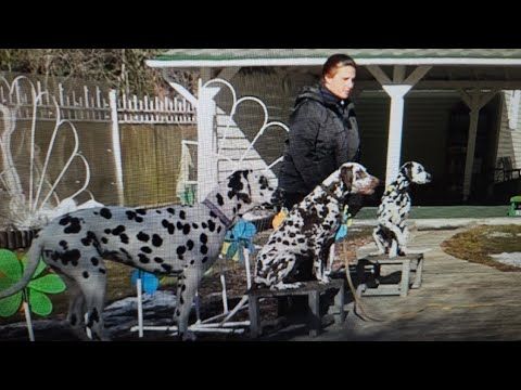 Работают далматины:  спортсмены, телохранители, охотники