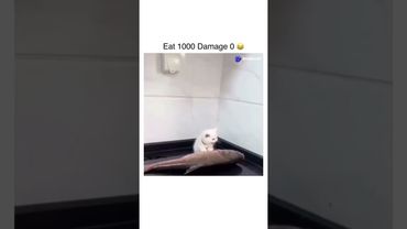 Кот ест рыбку #милота #котенок