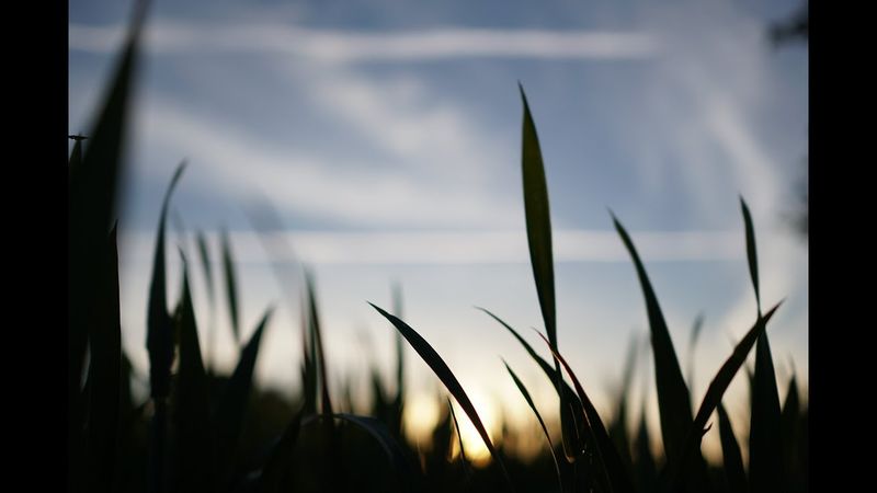 Победа над Вирусами!