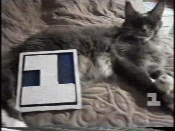 раритет!!!!!! Редчайшая заставка с котом (Первый канал Останкино, 1994)