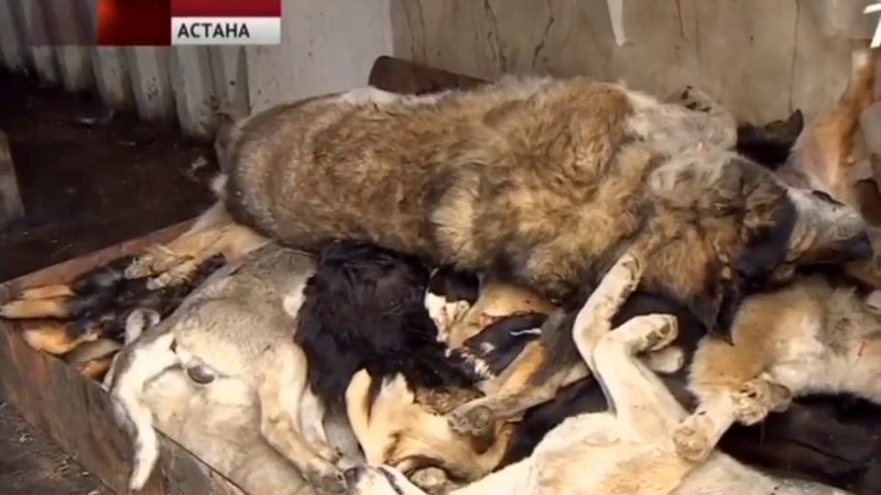 Ужасное обращение к собакам в Алматы.