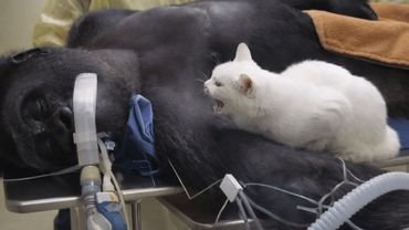 العنوان: صرخة قطة بجانب صديقها الأقرب، الغوريلا التي تقاتل من أجل الحياة