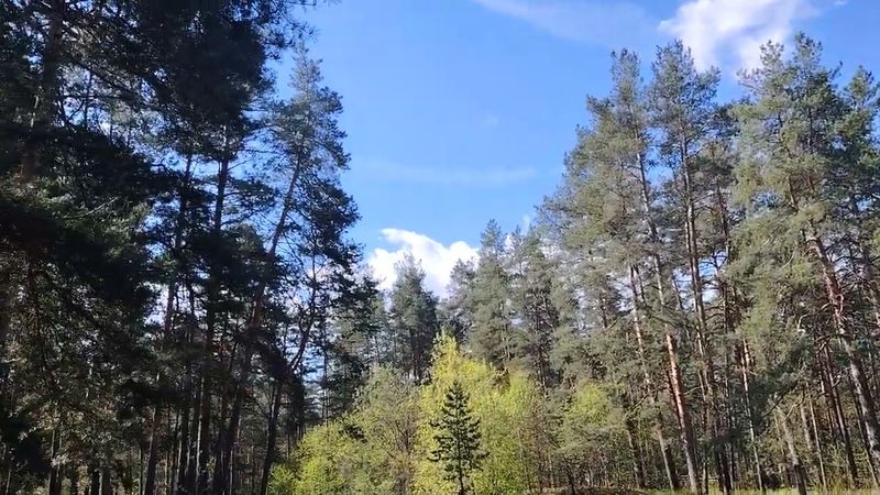 Путь к успешному успеху или самостоятельное планирование?