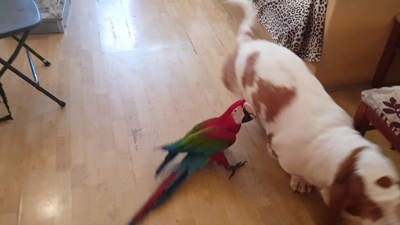Игрища собаки и попугая!Альфушечка и лягушечка!)