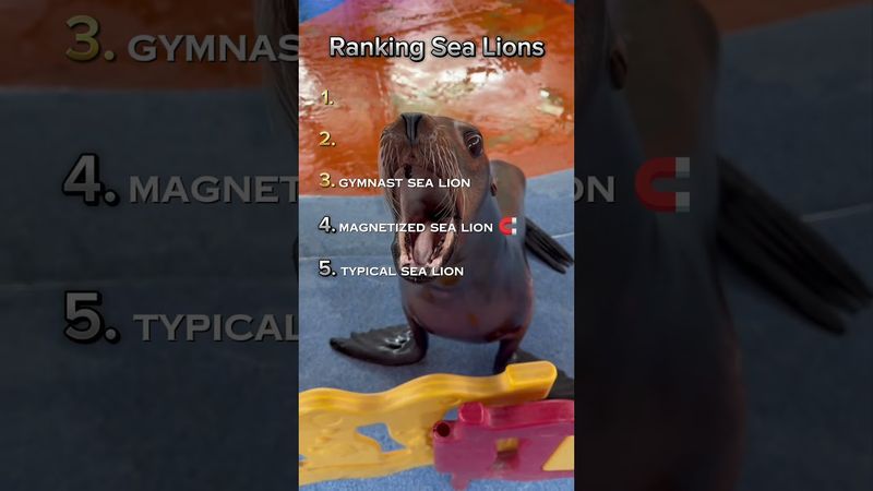 Sea Lions in land!! 🤣🦭🦭 #youtubeshorts #funny #reels #viral #ranked #ytshorts #viralshorts #reels