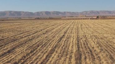 Худшая за 36 лет засуха в Сирии: урожай пшеницы сократился на 40%