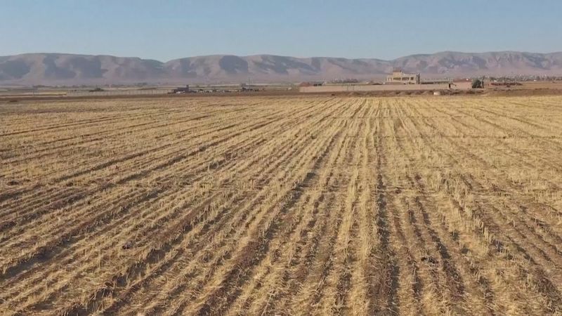 Худшая за 36 лет засуха в Сирии: урожай пшеницы сократился на 40%