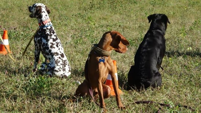 ДТ - 431. Группа молодых собак - атлетов в поле. Работа на дистанции.