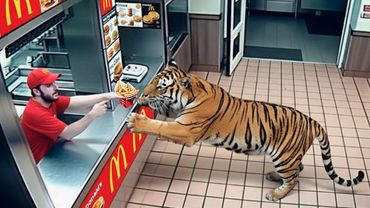 ДИКИЕ ЖИВОТНЫЕ, КОТОРЫЕ ЗАБЫЛИ, ЧТО ОНИ ДИКИЕ 😂